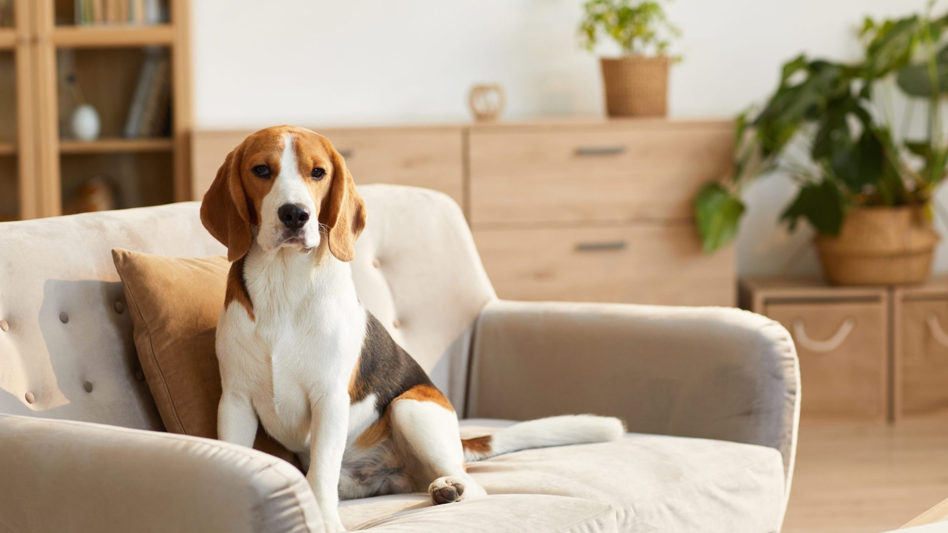 Votre chien pourra-t-il vous parler grâce à cette méthode ?